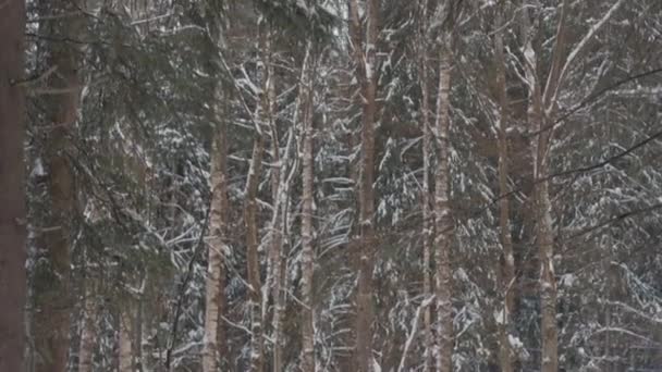Людей Склоняющихся Над Высокими Заснеженными Соснами Красивых Зимних Лесах Днем — стоковое видео