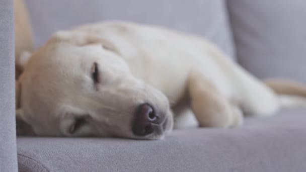 Sakin Rahat Beyaz Labrador Retriever Kapat Evdeki Kanepede Kestir — Stok video