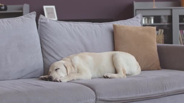Minunat Recuperator Labrador Alb Dormind Canapea Gri Moale Camera Modernă — Videoclip de stoc