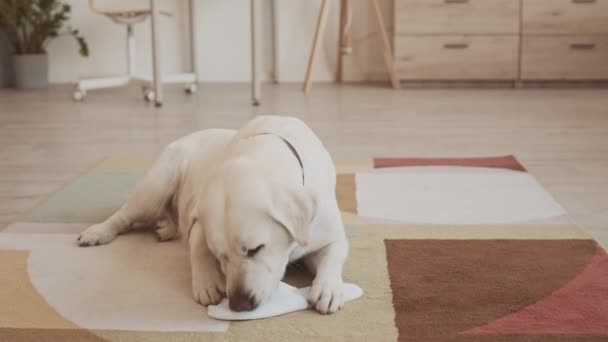 Evdeki Halıda Uzanmış Beyaz Terlikle Oynayan Neşeli Golden Retriever — Stok video