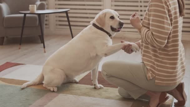 Foto Yang Dipotong Dari Pemilik Wanita Melatih Anjing Golden Retriever — Stok Video
