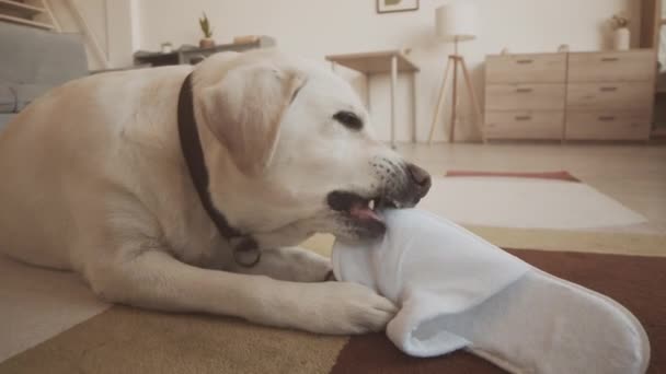 Lovely White Labrador Retriever Chewing Biting White Slipper While Lying — Stock Video