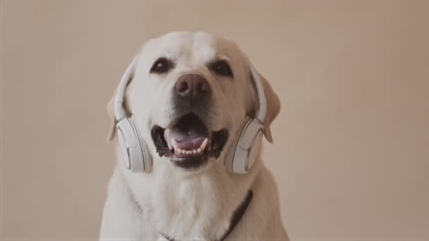 Retrato Alegre Branco Labrador Retriever Fones Ouvido Sem Fio Seus — Vídeo de Stock