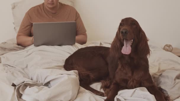 Beskuren Bild Ägaren Med Irländska Röda Setter Hund Som Arbetar — Stockvideo
