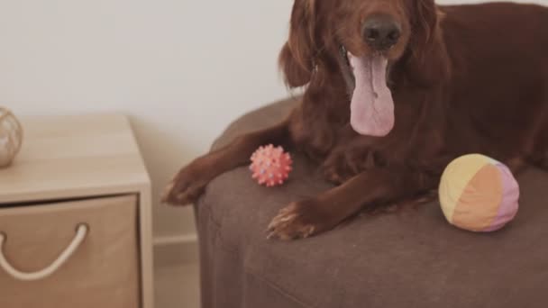 治疗爱尔兰红斑犬躺在舒适的沙发上的画像 — 图库视频影像