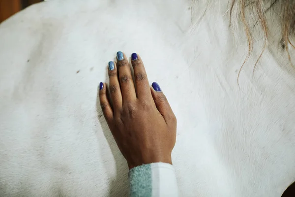 Detailní Záběr Ženské Ruky Laskání Bílého Koně Při Sbližování Novým — Stock fotografie