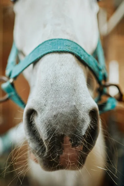 Vertikální Zblízka Čenichu Bílého Koně Měkkými Štětinami Nose Stájích Pečující — Stock fotografie