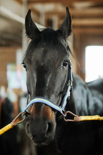 Vertikální Portrét Nádherného Hnědého Koně Hledícího Kamery Stájích Venkov Žijící — Stock fotografie
