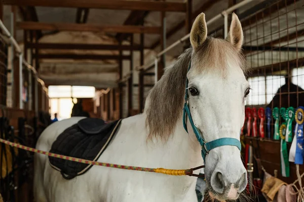 Портрет Красивой Белой Лошади Конюшнях Смотрящей Камеру Наградами Заднем Плане — стоковое фото