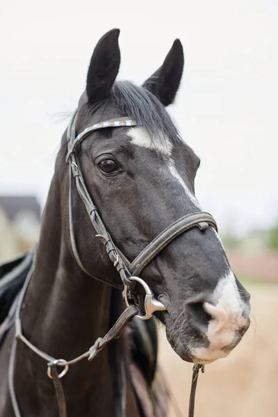 Vertikální Portrét Krásného Hnědého Koně Při Pohledu Kameru Venku Koňském — Stock fotografie