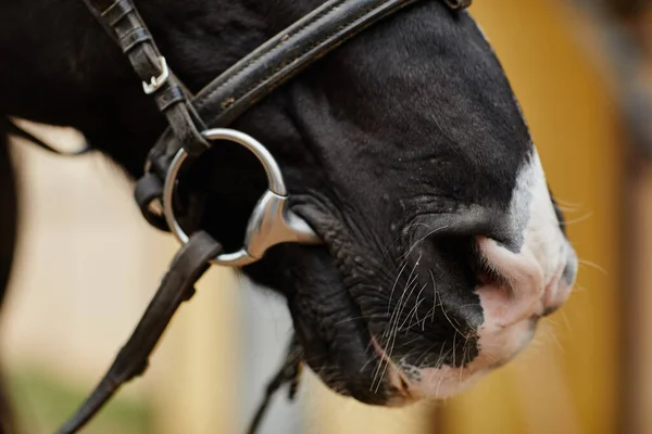 Boční Pohled Detailní Záběr Tmavého Koně Uzdou Převodovkou Venku Zaměřením — Stock fotografie