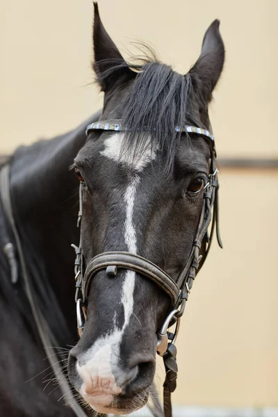 Vertikální Portrét Krásného Hnědého Koně Bílými Znaky Při Pohledu Ven — Stock fotografie