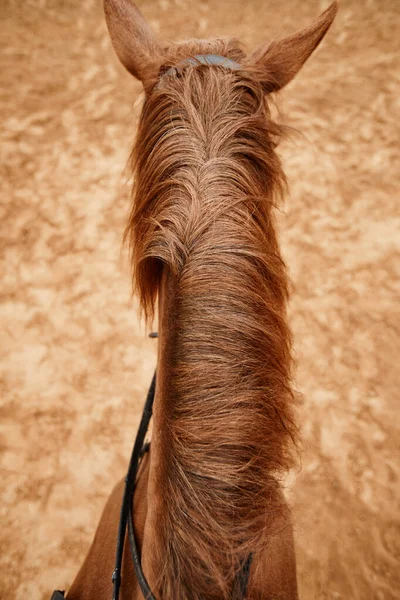 Vista Verticale Dall Alto Del Cavallo Con Focus Cavalieri Lucidi — Foto Stock