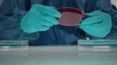 Tanımlanamayan kültüre sahip petri kabı gibi görünen ve laboratuvar masasında araştırma yapan bilim adamının tanınamaz hale gelmiş eldiveni ellerine yakın çekim.