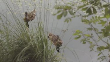 Yukarıdan hiç kimse bulutlu bir günde nehirde yüzen iki kahverengi ördeği vuramaz.