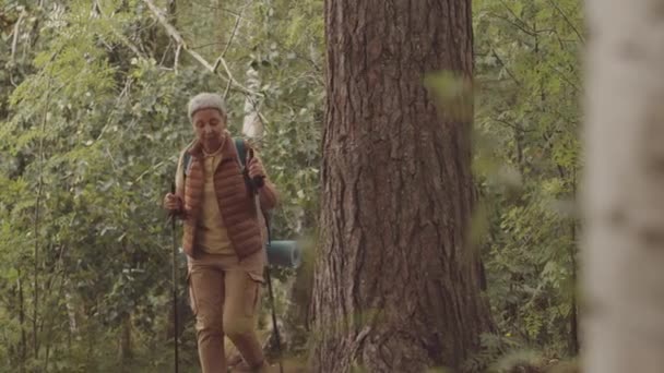Asiatische Seniorin Mit Stöcken Der Hand Begutachtet Dicken Baumstamm Während — Stockvideo