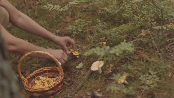 Closeup Unrecognizable Woman Cutting Mushrooms Knife Collecting Them Straw Basket — Stock Video