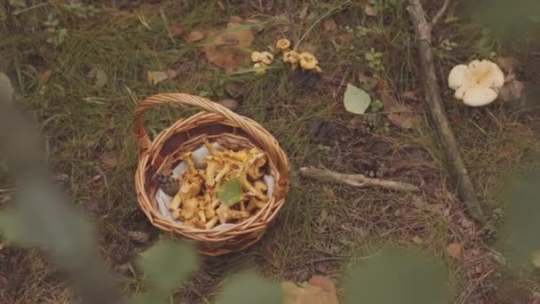 People Shot Straw Basket Mushrooms Ground Forest — Stock Video
