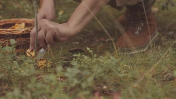 Zbliżenie Nierozpoznawalnych Żeńskich Dłoni Odcinających Grzyby Jesiennym Lesie — Wideo stockowe