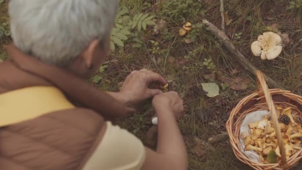 Cima Tiro Cabelos Grisalhos Mulher Madura Usando Faca Pegar Cogumelos — Vídeo de Stock