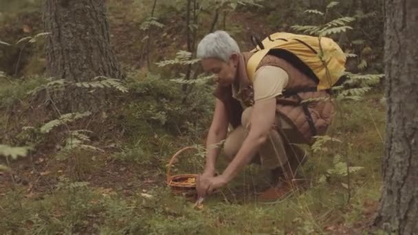 Mulher Asiática Madura Com Mochila Amarela Pegando Cogumelos Floresta Outono — Vídeo de Stock