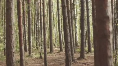 Güneş ışığıyla aydınlatılan ormandaki birçok uzun ağaç gövdesinden geçen insan portresi