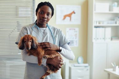 Kadın veteriner, elinde köpek dachshund 'u tutarken belini kaldır ve veteriner kliniğindeki kameraya bak.