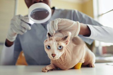 Sağlık kontrolü sırasında veteriner kliniğinde mavi gözlü sfenks kedisinin portresini kapat.