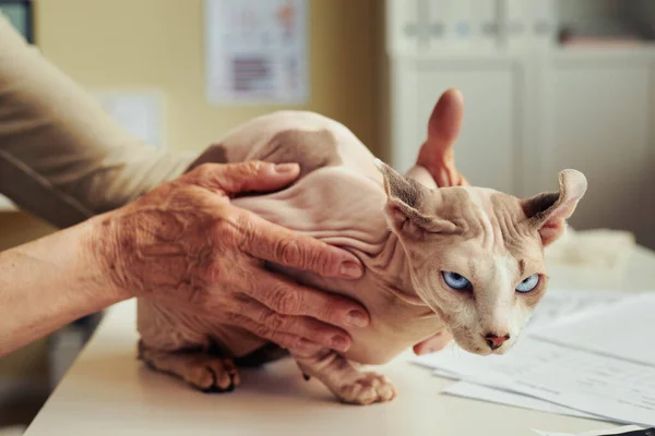 Крупный План Пожилой Женщины Держащей Лысую Кошку Ветеринарной Клинике Проверке — стоковое фото