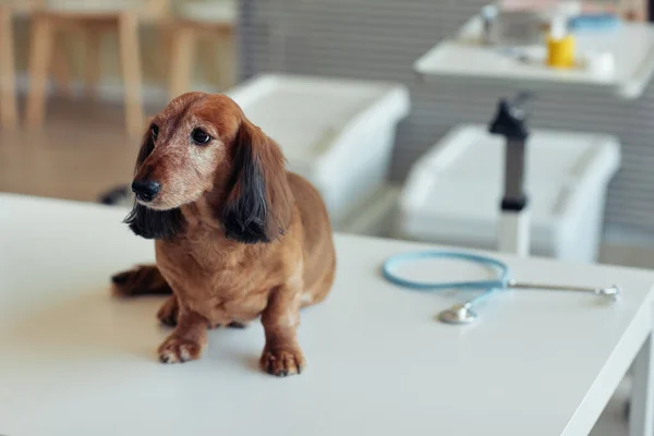 Porträtt Söt Senior Tax Hund Sitter Undersökningsbordet Veterinär Klinik Med — Stockfoto