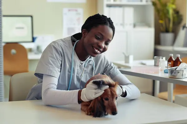 Porträtt Leende Ung Veterinär Undersöka Senior Hund Veterinär Klinik Sällskapsdjur — Stockfoto