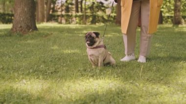 Yaz zamanı parkta yeşil çimlerin üzerinde oturan kadın sahibi tasmalı sevimli bir köpek.