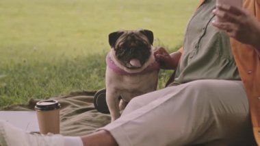 Yeşil çimenlerin üzerinde oturan ve güneşli bir günde parkta boş vaktini geçiren kadın sahibi olan tatlı köpek sürüsü.