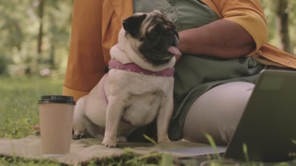 Krásný Pug Odpočívá Zelené Trávě Venku Parku Zatímco Jeho Majitel — Stock video