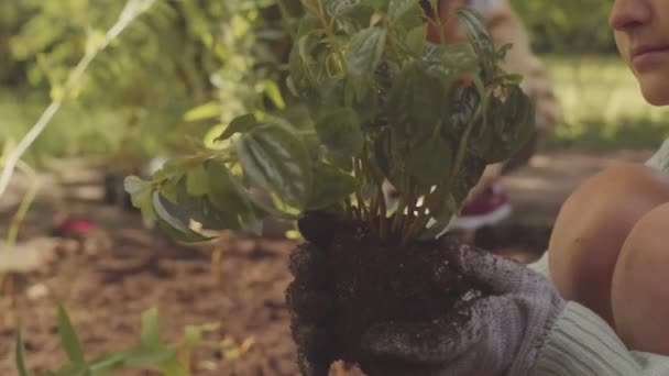 Primer Plano Adolescente Caucásica Sosteniendo Planta Verde Con Raíces Suelo — Vídeos de Stock