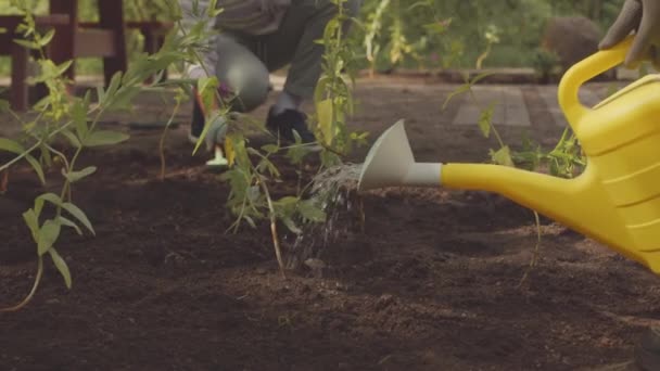 一群志愿者慢吞吞地浇灌公园里的植物和花卉 — 图库视频影像