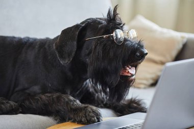 Siyah Schnauzer, şeffaf gözlüklerle kanepede yatarken dizüstü bilgisayarda film izliyor.