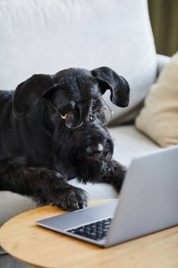 Siyah Schnauzer 'ın odada kanepede yatarken dizüstü bilgisayarda video izlediği dikey görüntü.