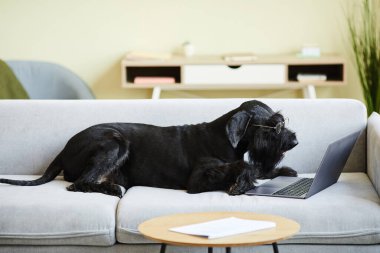 Gözlüklü siyah bir köpek kanepede uzanıyor ve oturma odasında dizüstü bilgisayar izliyor.