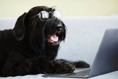 Gözlüklü sevimli siyah köpek dizüstü bilgisayarın önünde uzanıyor ve film izliyor.