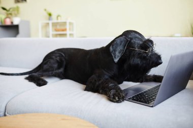 Siyah gözlüklü köpek oturma odasında dizüstü bilgisayarla uzanıyor ve internetten video izliyor.