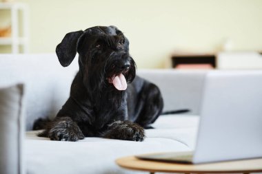 Dilini çıkarıp oturma odasındaki dizüstü bilgisayara bakarak kanepede uzanan şımarık siyah köpek.