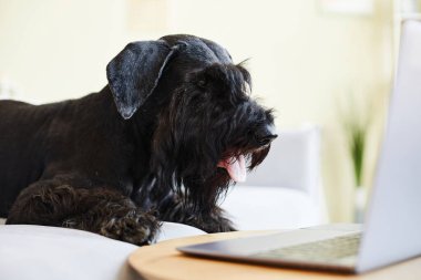 Siyah schnauzer dizüstü bilgisayarın önünde yatıyor ve ekrandaki videoyla ilgileniyor.