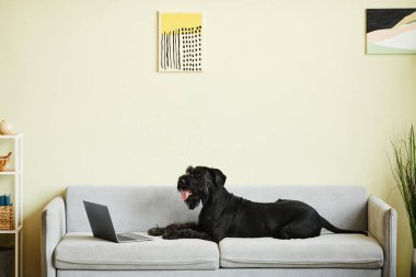Siyah Schnauzer dizüstü bilgisayarın önünde kanepede uzanıp oturma odasında online video izliyor.