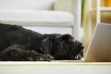 Siyah evcil köpeğin yerde dinlendiği ve evdeki dizüstü bilgisayarda video izlediği yakın plan.