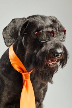 Gözlüklü güzel siyah schnauzer köpeği ve beyaz arka planda izole edilmiş turuncu kravat.