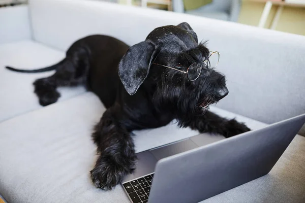 Black trained dog wearing glasses for vision lying on sofa in front of laptop computer
