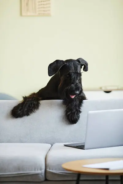 Black Domestic Dog Looking Out Sofa Laptop Screen Watching Video — Stock Photo, Image
