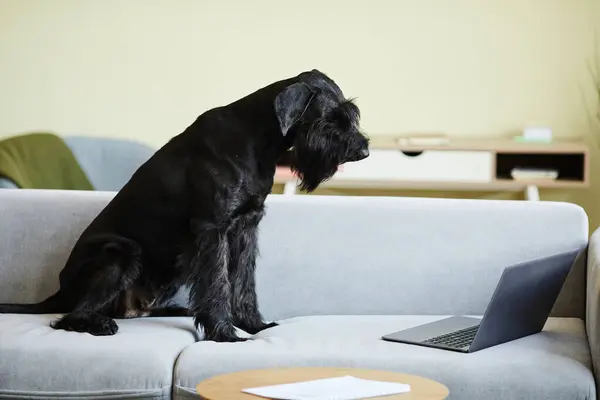 Black trained dog sitting on sofa looking at monitor of laptop, watching video online at home