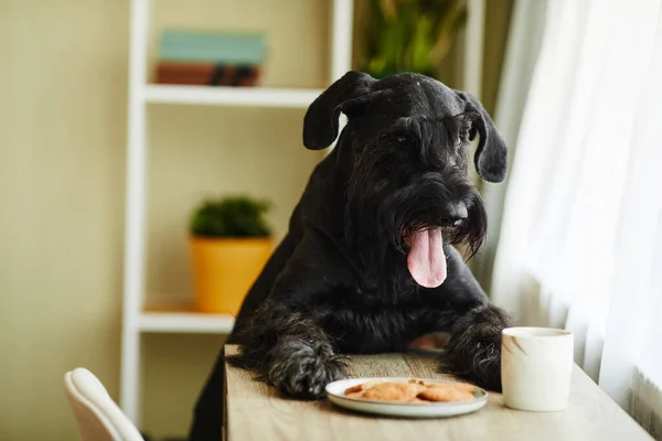 Pampered Black Schnauzer Trying Eat Biscuits Table Room — Stock Photo, Image
